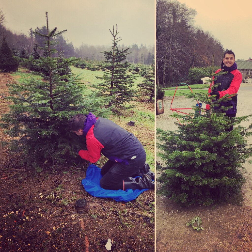 Annual Christmas tree gathering expedition to <a href="/Tregothnan/">Tregothnan</a> Bit soggy but we still got a good 'un &amp; a lovely cuppa tea