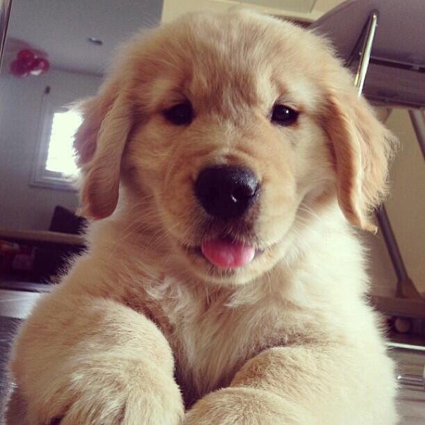 BestOfPups's tweet photo. 😍need https://t.co/0uBRSdJwd2