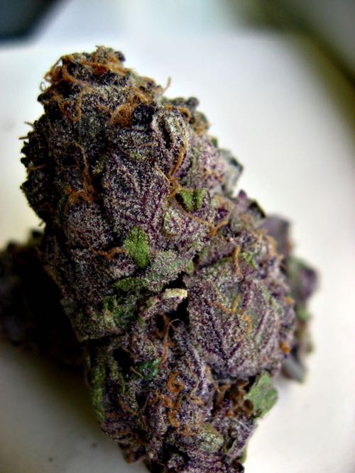 aKushLife's tweet photo. RT if it is #NugTime https://t.co/xXxaW5W4qB