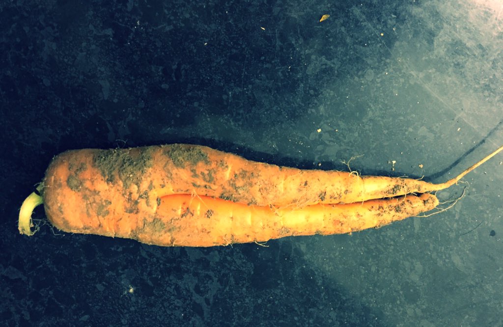 GoPlanMyMeals's tweet photo. @UglyFruitAndVeg Oooo matron. Love these carrot legs we get in our local veg box. #uglyveg #wasteless https://t.co/kjK66Oct3V