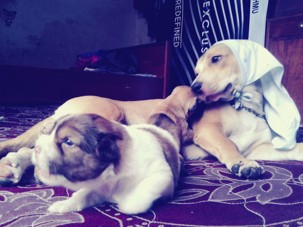 pptte_e's tweet photo. Masih sama kalian. Keluarga baru brownie mimi. Cepet gede ya kalian tp jangan menua ♡♡ https://t.co/JFpyb2UPqh