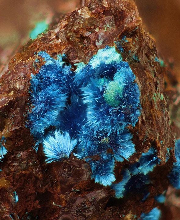 mineraltweets's tweet photo. Connellite from Penberthy Croft Mine, Cornwall, UK
Photo by Stephen Rust #micromount
https://t.co/Sz39YBwH26 https://t.co/lFEyodAdTw