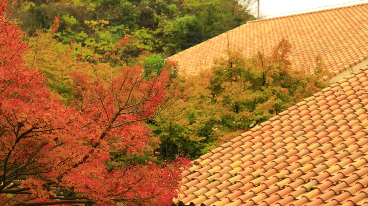 yabucamera's tweet photo. 紅葉と瓦
#ファインダー越しの私の世界 
#写真好きな人と繋がりたい 
#紅葉 
#若狭湾 https://t.co/Md4eApeC9d