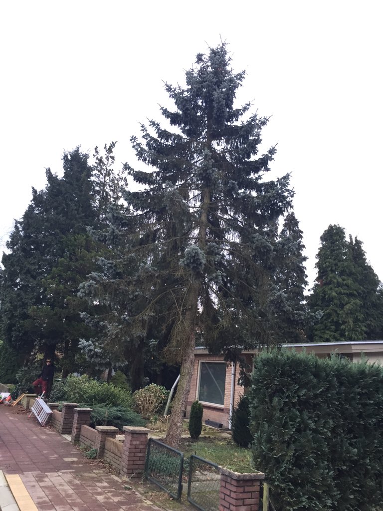 Goedbomenrooien's tweet photo. Ermelo - het verwijderen van 8 bomen.De stam is bij de klant achtergebleven.Meer informatie? https://t.co/94027o623h https://t.co/OpAjRCXOGE