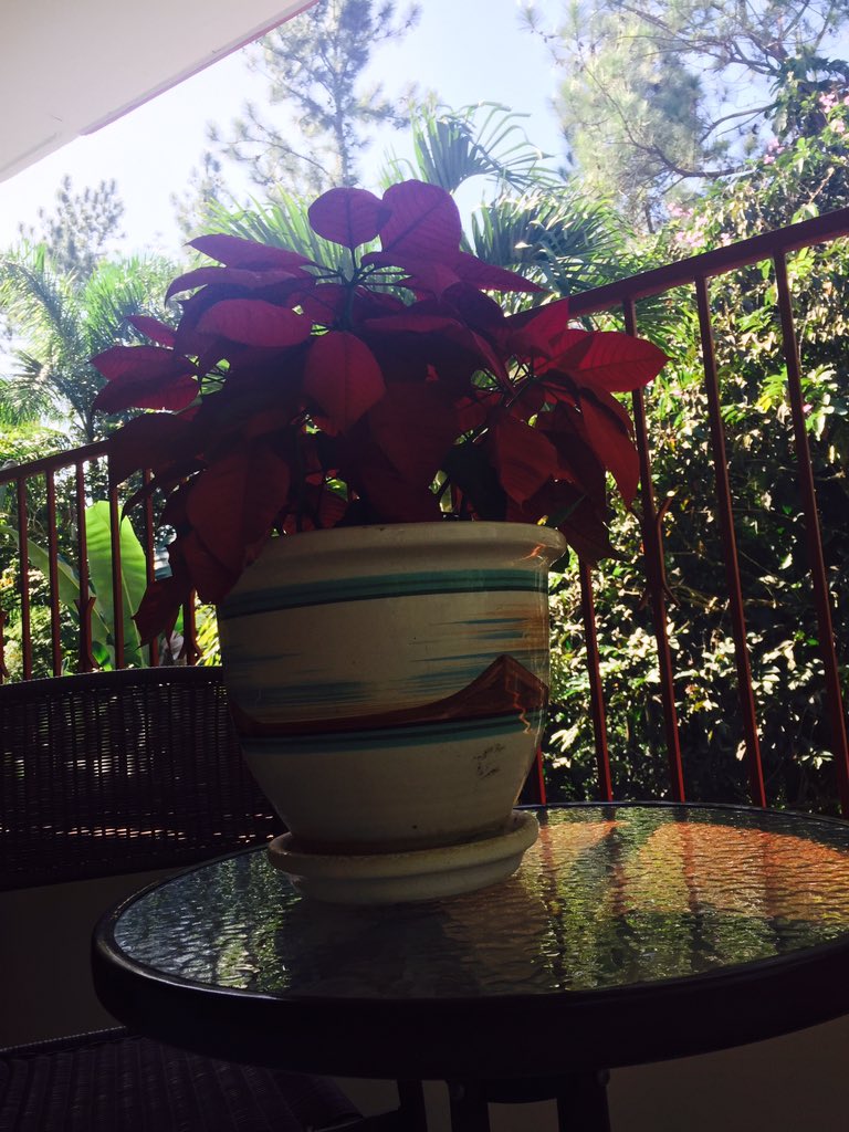 LcdaMalu's tweet photo. #FelizNavidad #christmascountdown #LasMarías #PuertoRico #70Grados https://t.co/NrffmgKbeQ