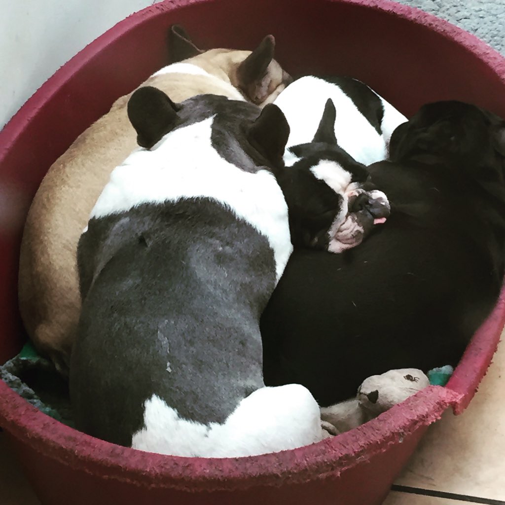 Mrs_V_'s tweet image. Waiting for the rain to stop #MissSummer #HateWinter #Sleepy #dogs #French #Frenchie #Bulldog #Love
