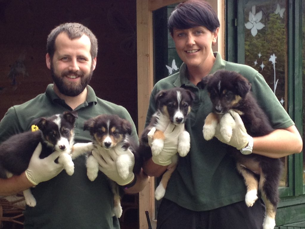 DT_WestCalder's tweet photo. Who remembers our working collie puppies 😀We had Flash now called shep up for a visit today (5 mths) #puppy #happy https://t.co/ZrwBk9770h