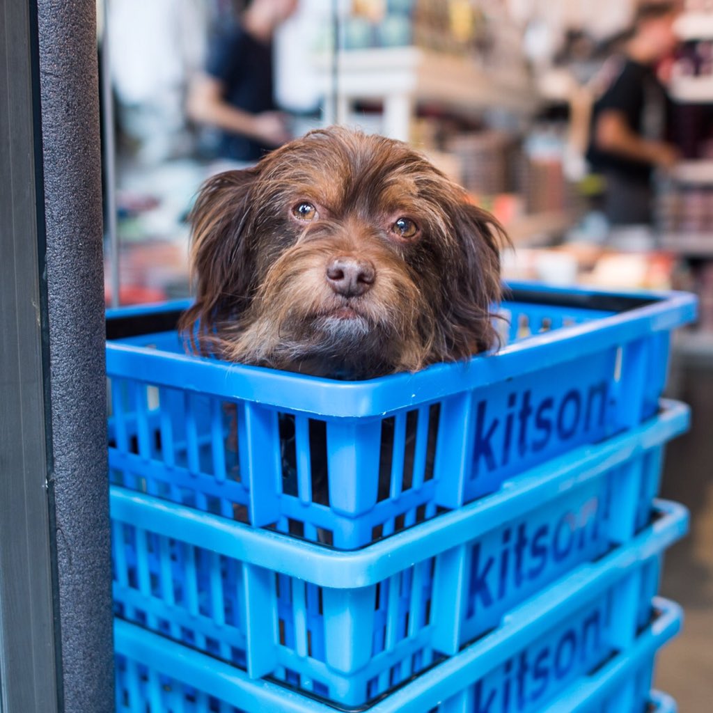 thedogist's tweet photo. Brownie, Terrier mix (10 or 11 y/o), @KitsonLA • "He's like a little person – he always looks at who's talking." https://t.co/9h9SBh5G8K