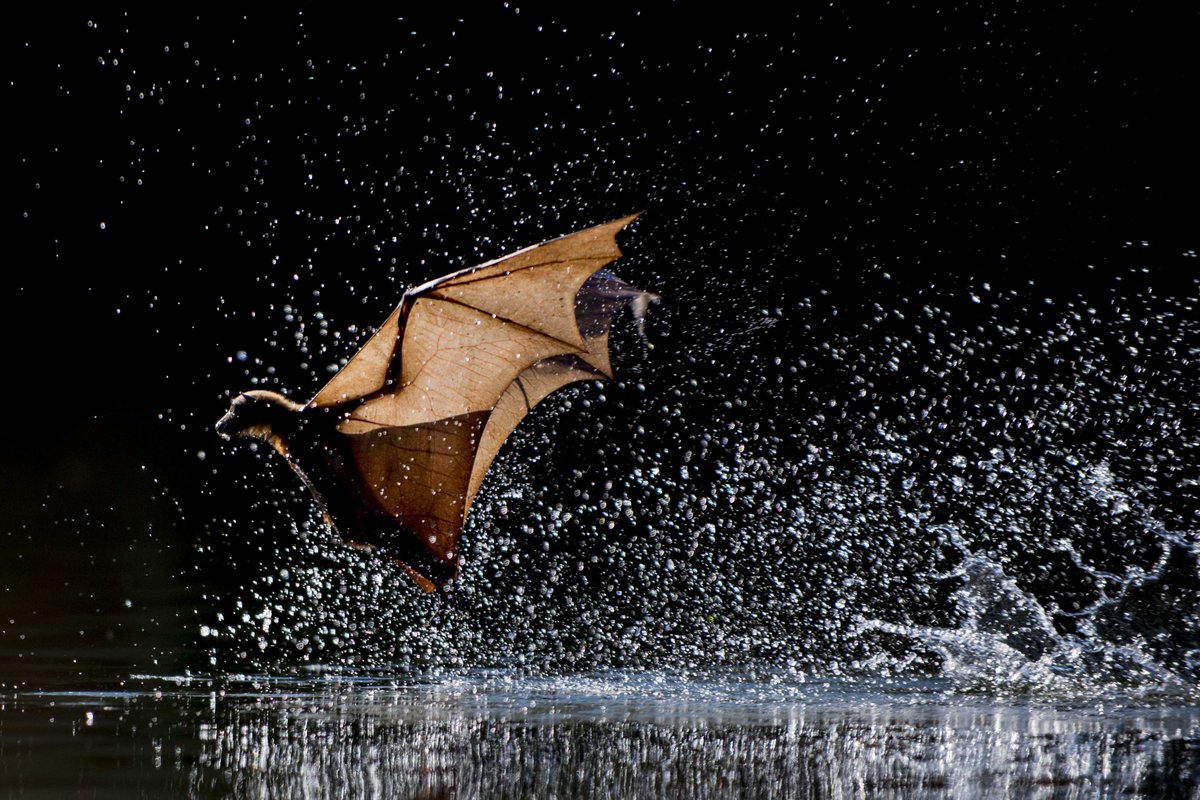 Little Red Flying fox taken in the NT Australia. They use the river to cool off in the heat of the day. @_BCT_