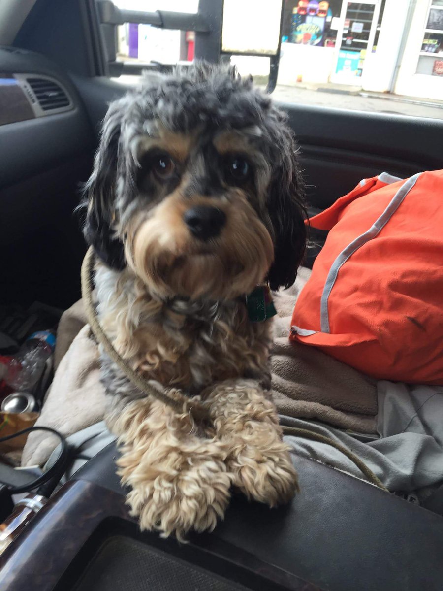 keepercockapoo's tweet image. Been sitting in the car for 2 days!! Are we in Arizona yet?