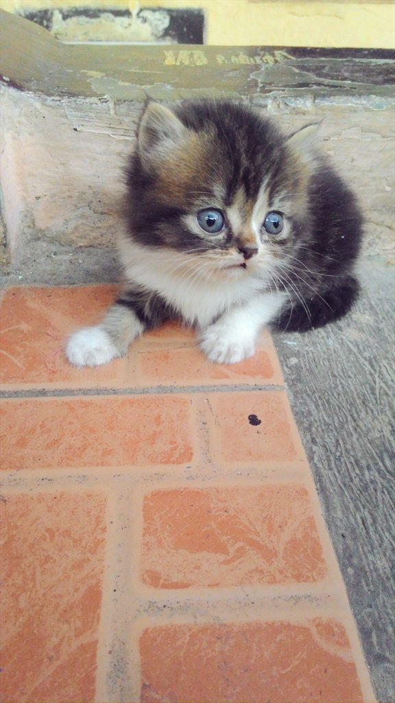 denz_fm2u's tweet photo. Jual kucing anakan persia angora usia 1,5bln. Details 089682921921. COD Cimahi-Bandung https://t.co/0z9O8SHb5o