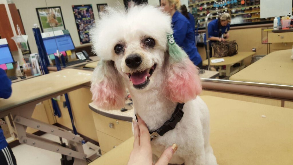 Coll5789's tweet image. Holiday pet expressions! My associate (= Brittany Vitrano -Salon1963 #njpetexpressions @Karen56273852 @CgorgaGorga
