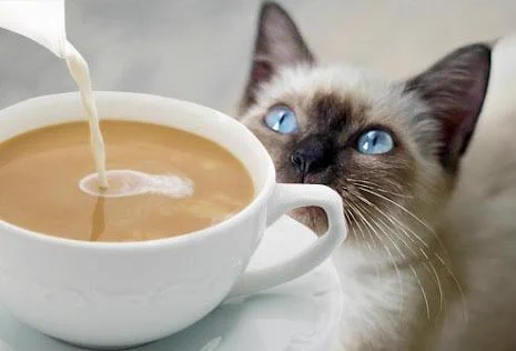 猫カフェがロンドンデビューした結果こんなんなっちゃいました。