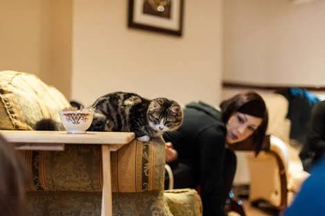 猫カフェがロンドンデビューした結果こんなんなっちゃいました。