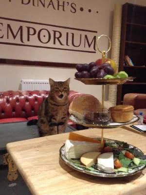 猫カフェがロンドンデビューした結果こんなんなっちゃいました。
