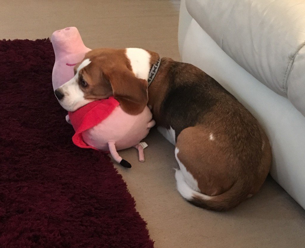 And Buddy is ready for sleeps too... Thank god for Peppa Pig... Useful for something 🐽💤