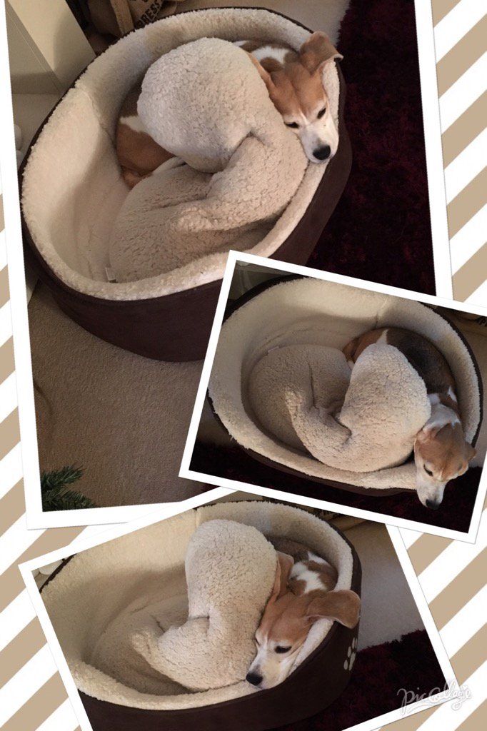 I think I'm finally comfy. Nanites 💤