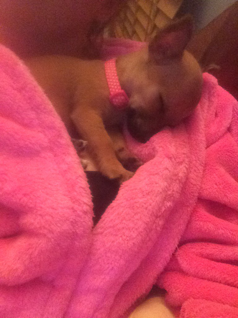 CaseyChezza's tweet image. my sleepy lil midge 😍