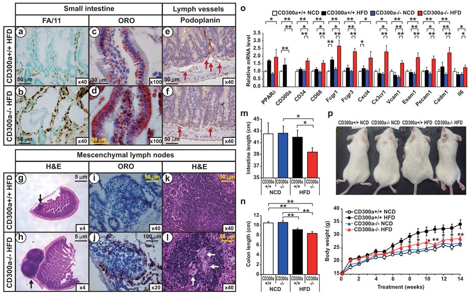 SciReports's tweet photo. Article on how PPARβ/δ activation of #CD300a controls #intestinal immunity
https://t.co/gciCgzzwxp https://t.co/sGJhhKIFTc
