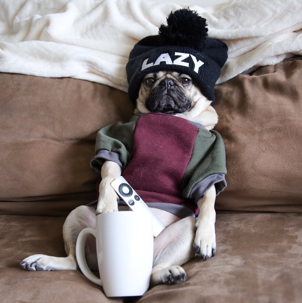 Doug The Pug On Twitter Couch Pugtato Https T Co Kyngh4wo31