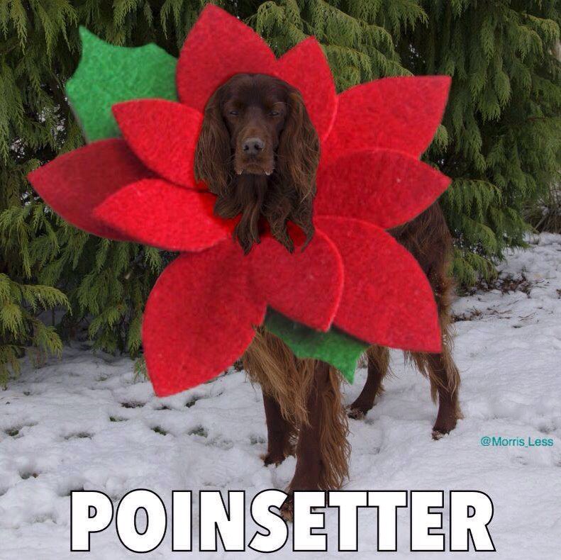 barkandcall's tweet photo. Soooo funny! #dogs #doggrooming #salon #Norwich #atyourbarkandcall https://t.co/u5IHYtPtJ1