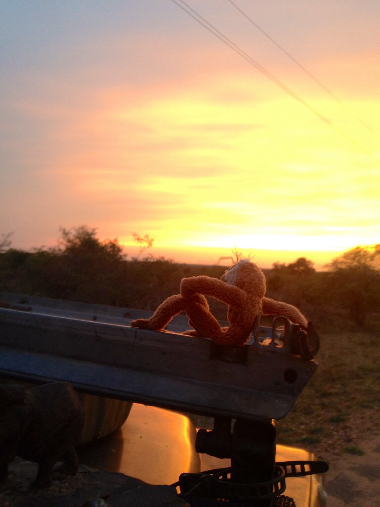 ReMarcable5's tweet image. Magical magnetic monkey Mansimvula sunset. 
And then there was an ele!
🐘