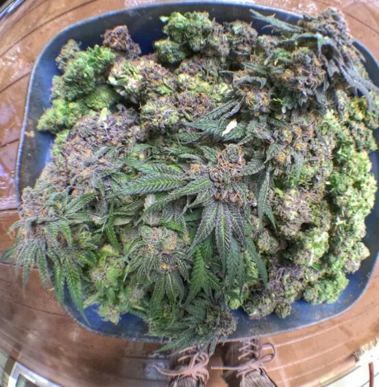 courtney Gillespie💯💨💨🔥😎 tweet media