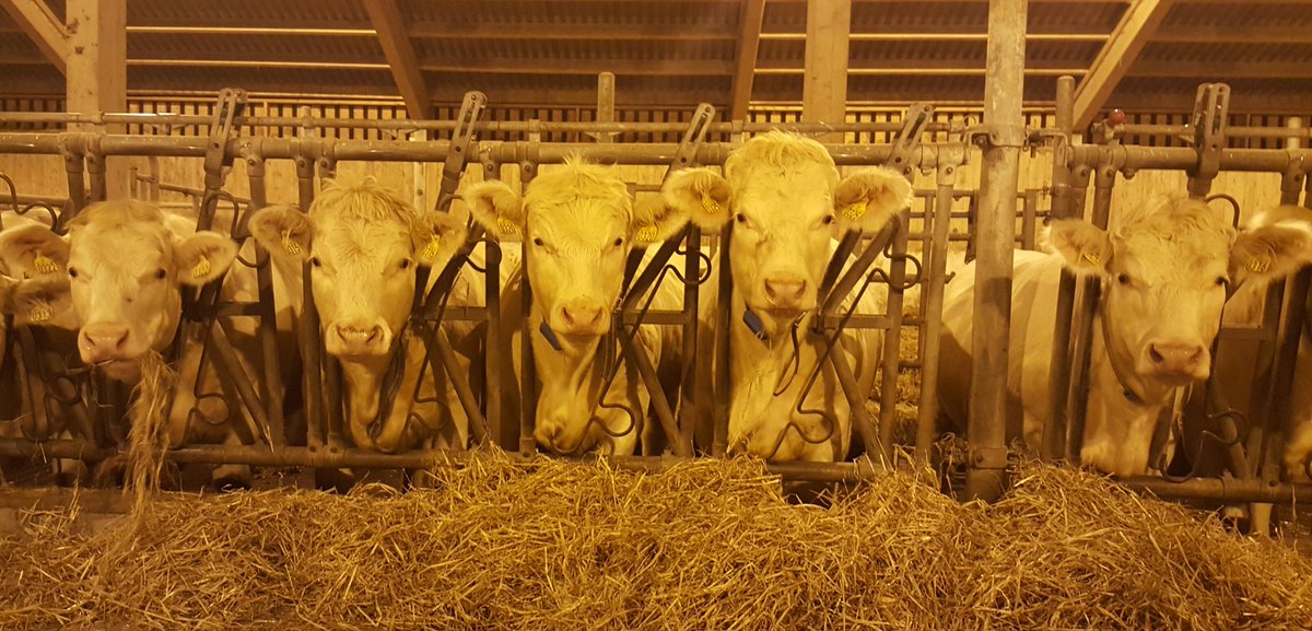 AnnaRathe's tweet photo. "Don't just stand there, feed us goodies!"
#eveninground #nomoregoodiestoday #farming #GoodNight https://t.co/dsSFn4J908