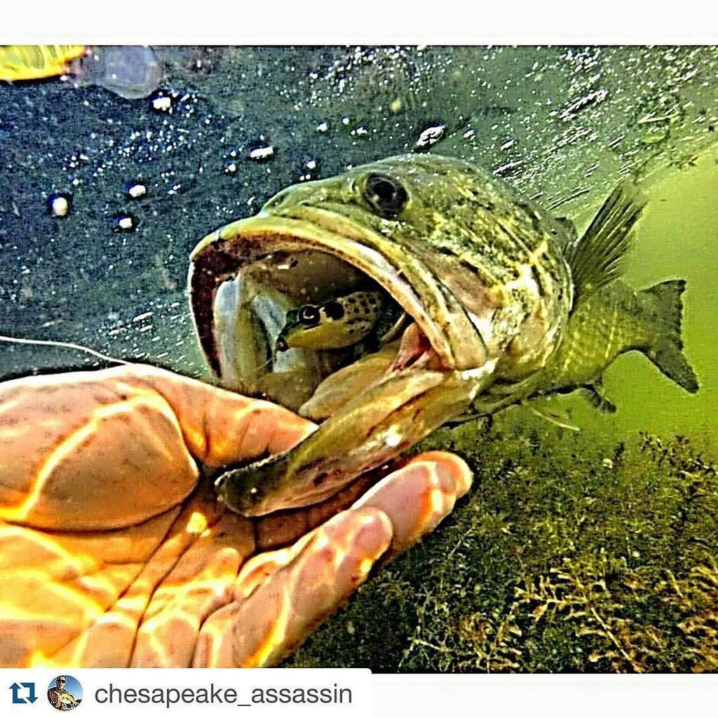 Lunkerhunt_fish's tweet photo. Cool underwater shot #lunkerfrog Photo by @chesapeake_assassin https://t.co/4HXGo3LRbU https://t.co/SUo6UpGA4C