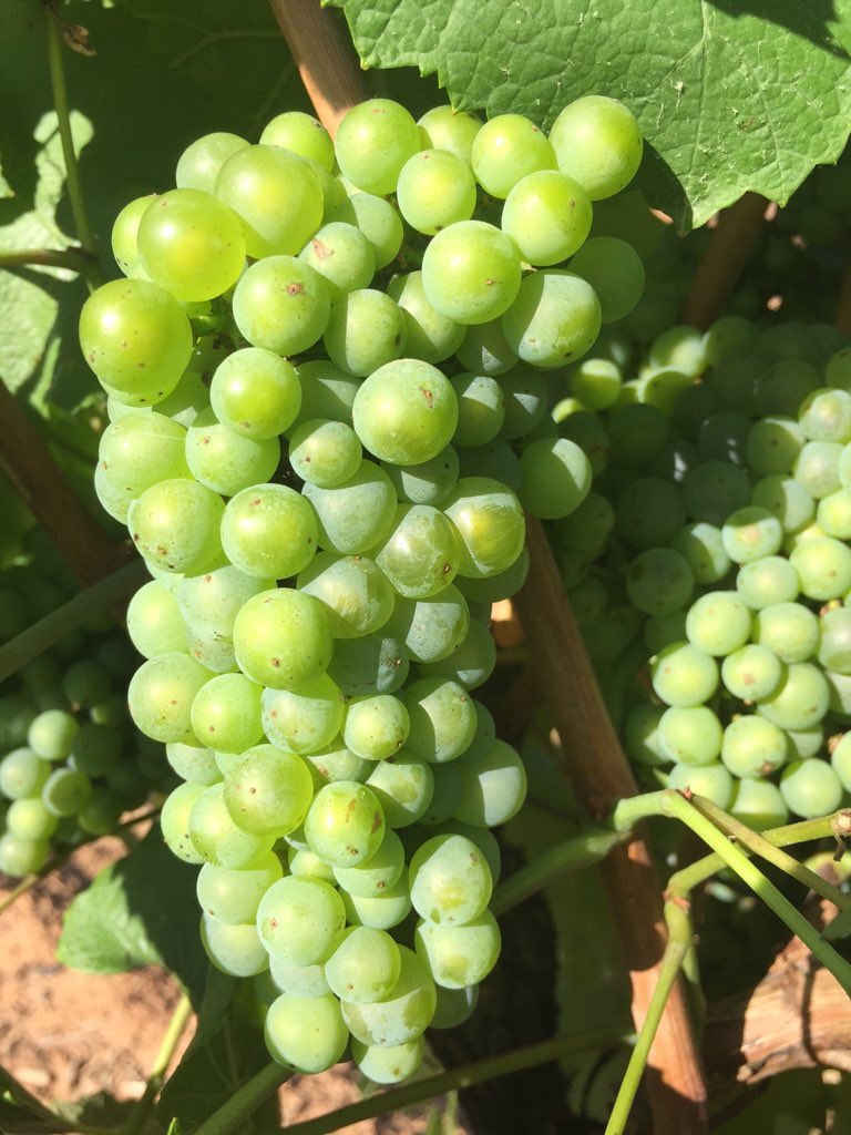 vitibit's tweet photo. Well would you feel that ! #bitsoft #Chardonnay #Hunter #V16 is around the corner https://t.co/jNL3ZLmThy