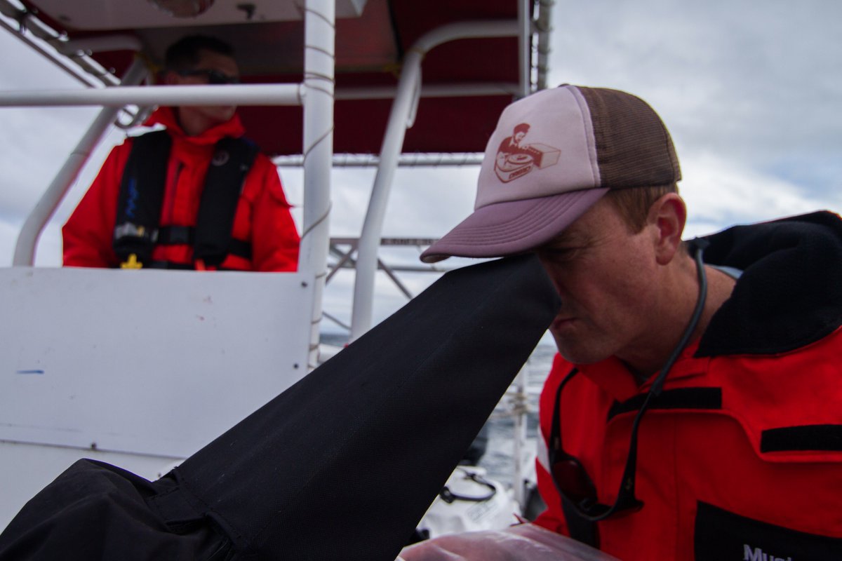 mandi_stark's tweet photo. @jdouganderson filming with the cineflex to capture humpbacks feeding at the surface #TheHunt https://t.co/YihPwQLhRv