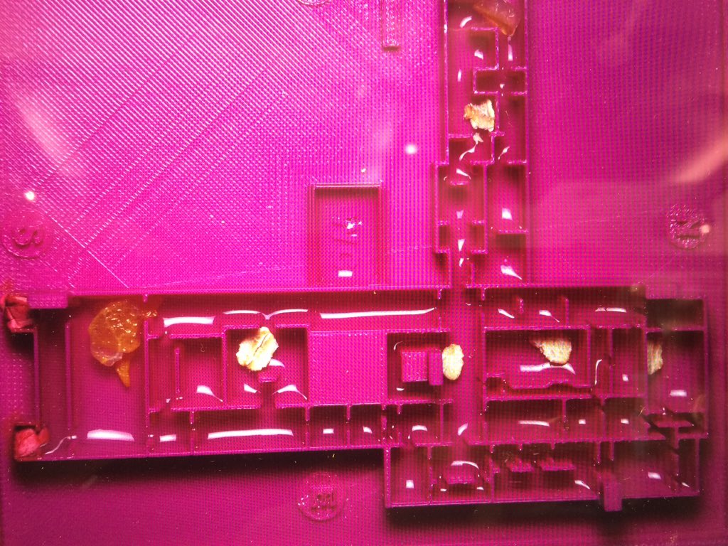 Nodes_Networks's tweet image. Nodes heading back to SVA to see how the slime mold has been exploring whilst we've been exploring #nodesNYC