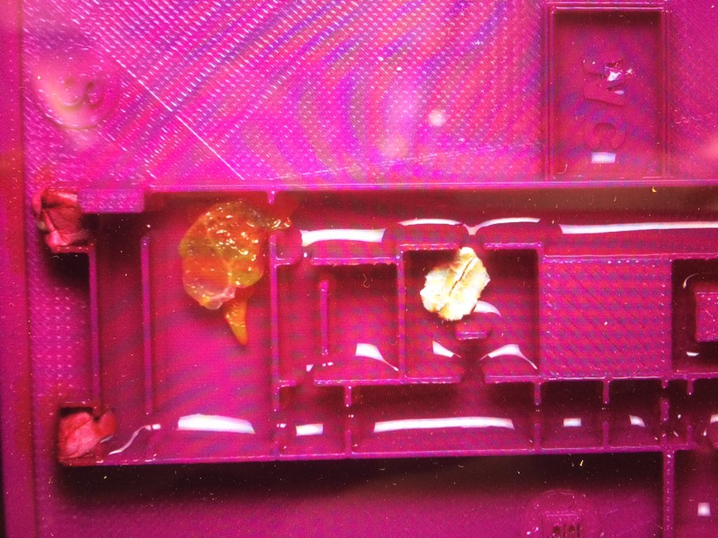 Nodes_Networks's tweet image. Nodes heading back to SVA to see how the slime mold has been exploring whilst we've been exploring #nodesNYC