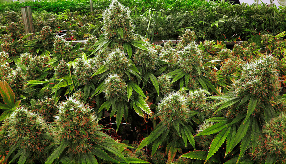 THEMMEXCHANGE's tweet photo. #Missouri-Two proposals for the November 2016 ballot aim to legalize medical marijuana
https://t.co/CfUGzJcwEc #MME https://t.co/Ho1QtgC9EV
