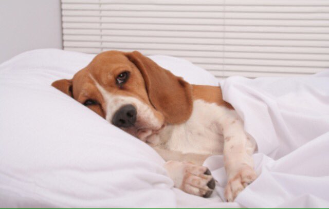 AdviceForColleg's tweet image. When you have a huge amount of hw to do and finals to study for but instead lay in bed contemplating your whole life