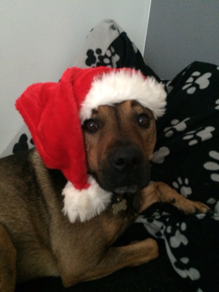FrankFeisty's tweet photo. Oh no it's that time of year again ! 🎅 https://t.co/Kugbu3dl4w