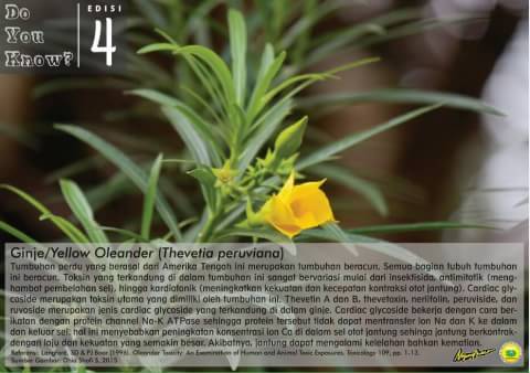 NYMPHAEA HISSES - Do You Know?
Tahukah kamu kalau si tumbuhan berbunga kuning ini beracun?