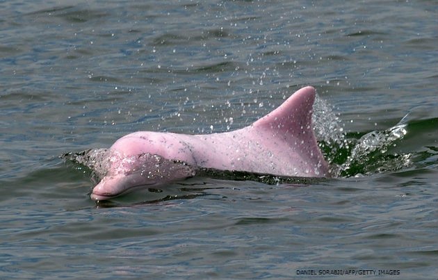 oceana's tweet photo. Hong Kong's pink dolphins are in serious danger. https://t.co/W4ojdhSh9X https://t.co/7ms01LePql