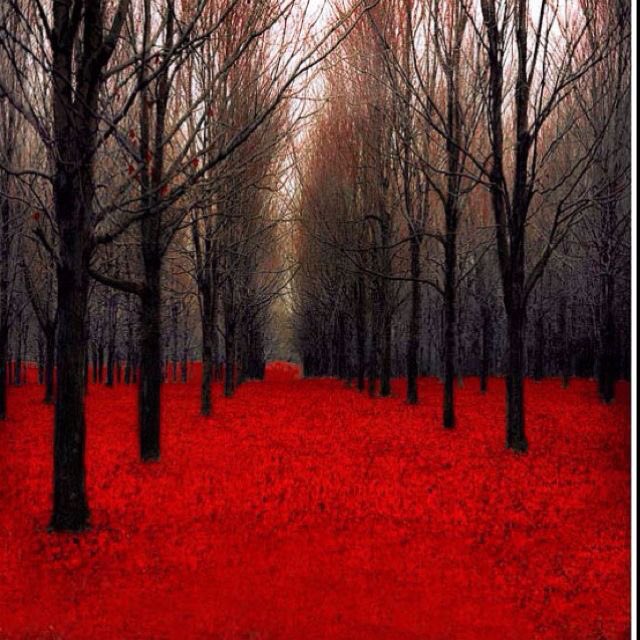 susa_serrano's tweet photo. #RedNature #Red #landscape #photography https://t.co/qazortj4rx