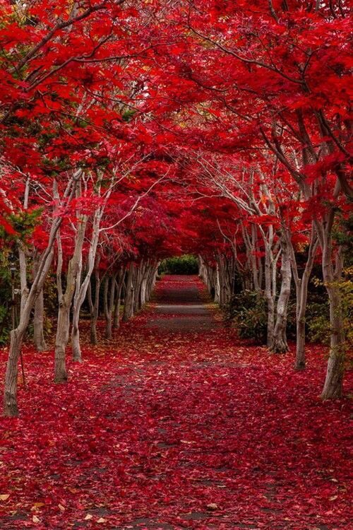 susa_serrano's tweet photo. #RedNature #Red #landscape #photography https://t.co/qazortj4rx