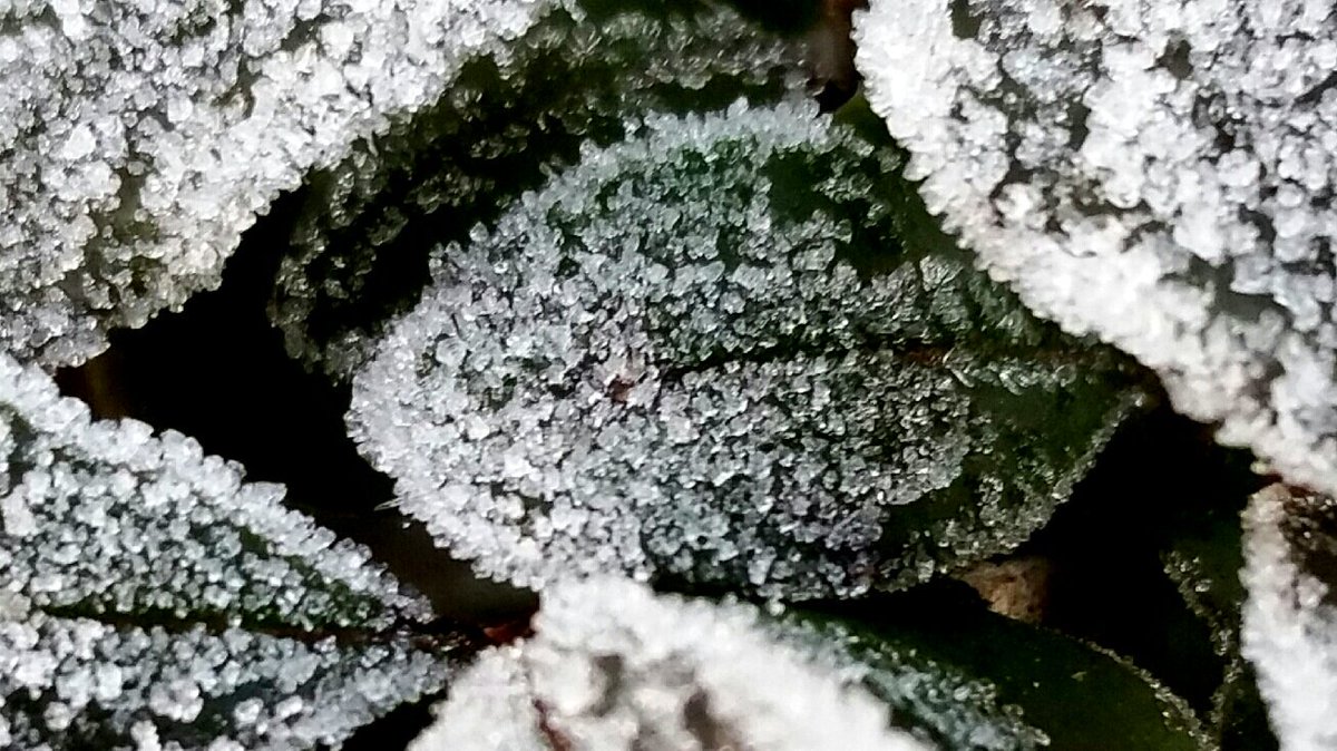 #겨울 
서리꽃이 피고 ~
(20151207/의정부) 

아침기온이 영하 5도네요. 서리꽃이 필 정도이니 더 춥게 느껴지는 아침입니다 행복한 한주 되세요 ~~~^^

youtu.be/sjWTwzu9Nto