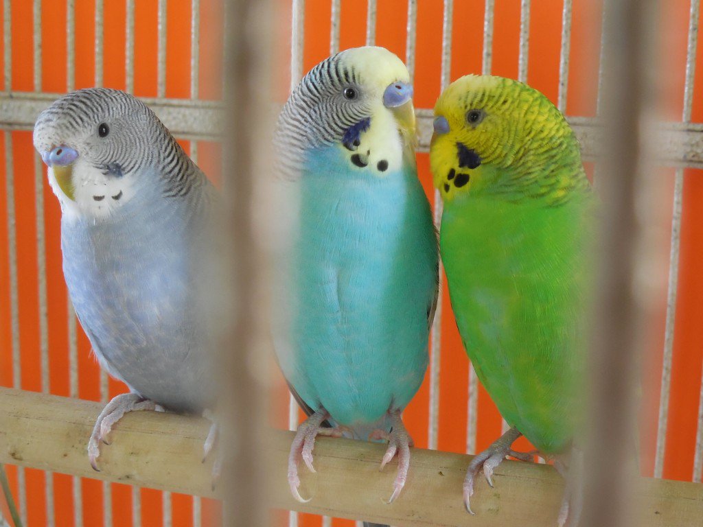 EmpireOfRelax's tweet photo. https://t.co/Mnm9EnkYNk --> 30 Minutes #Budgies ... #BirdChirping #BirdScreaming #BirdSinging #BirdSound https://t.co/XpyoPgP8sJ