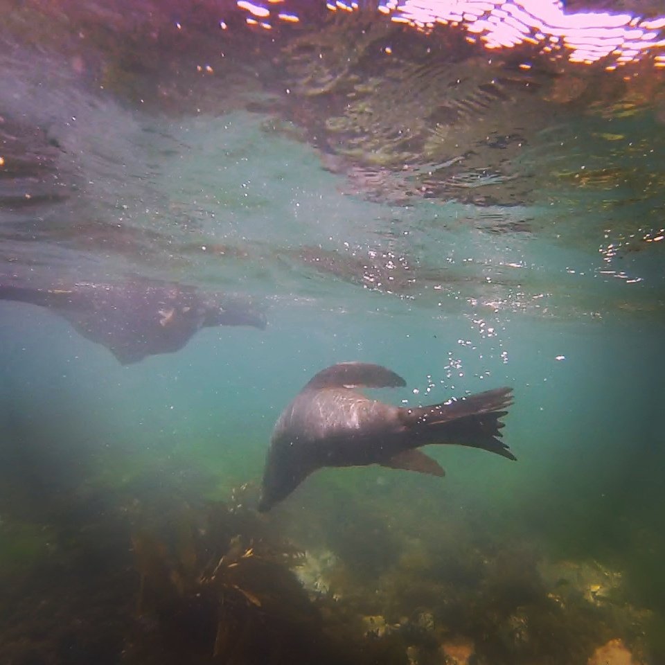 'One on one' in the South Pacific Ocean...tours departing daily. Freephone 0800 732 579 or +64 3 319 6182 #nzmustdo