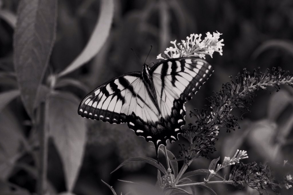 XxJlmboxX's tweet photo. You wouldn't normally think a butterfly would look cool in a b&amp;w photo. https://t.co/RcxHLaPVHa