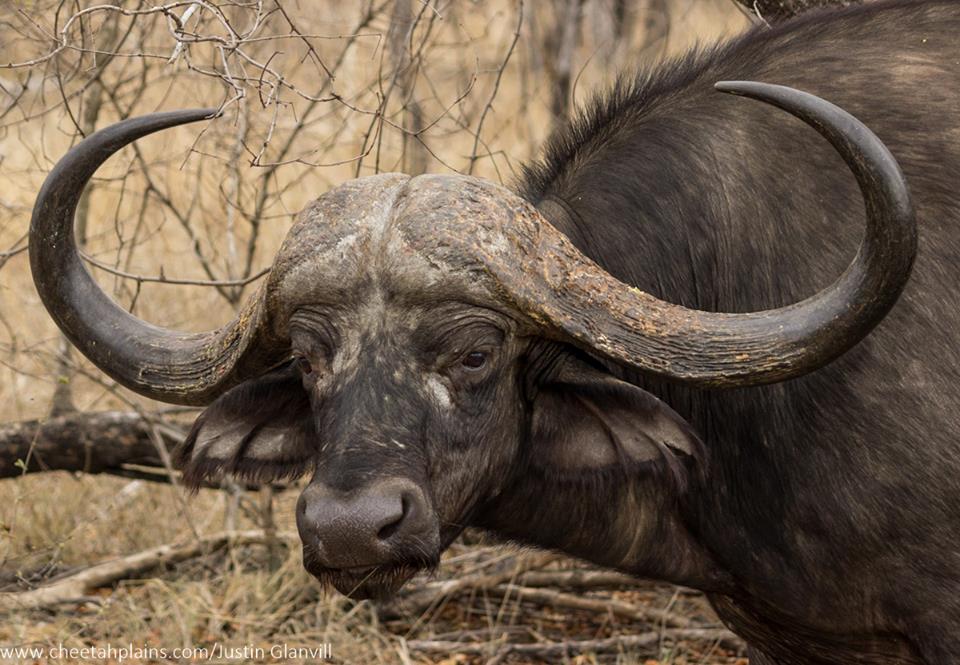 SafariAndCity's tweet photo. Amazing shot of a Cape #Buffalo taken at @Cheetah_Plains. Just a taste of what the magical #SabiSand has to offer! https://t.co/djZmzJSnSa