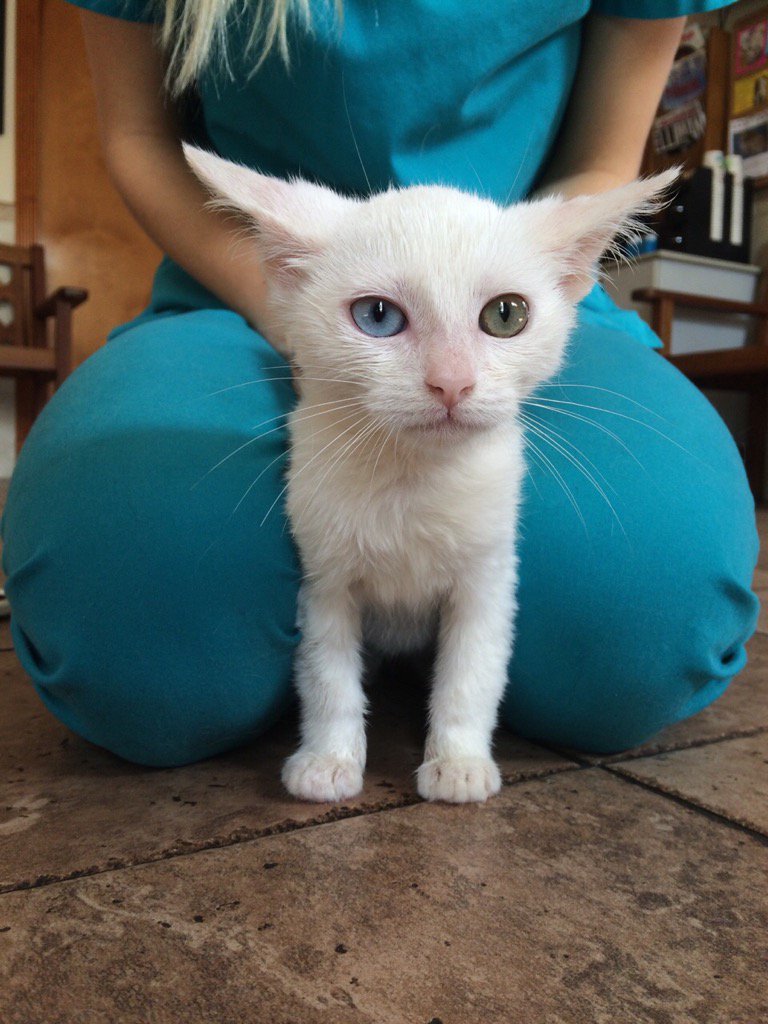 The Cult Cat (@elverojaguar) on Twitter photo 
