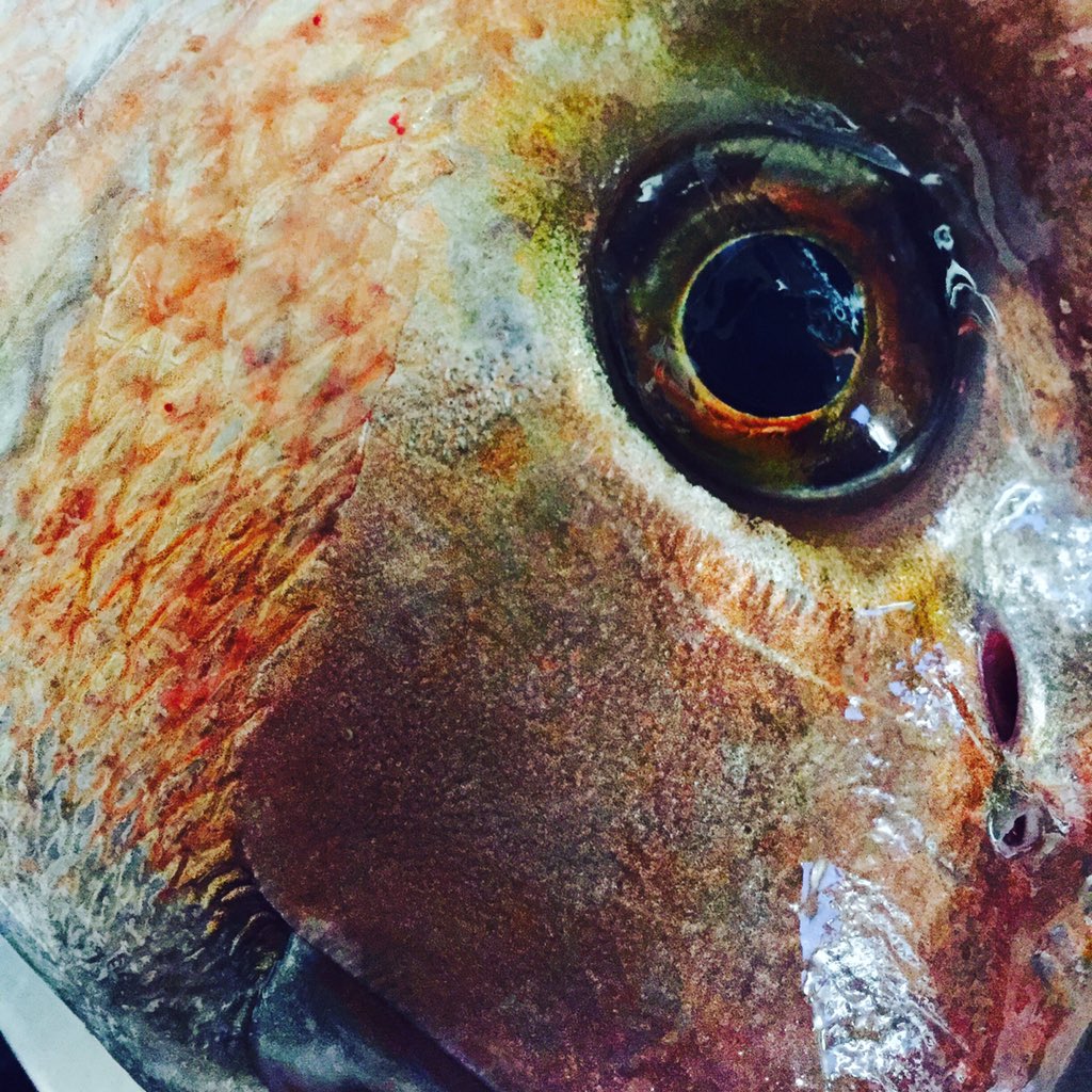 Doesn't get much fresher than this! Straight from Port Phillip Bay.