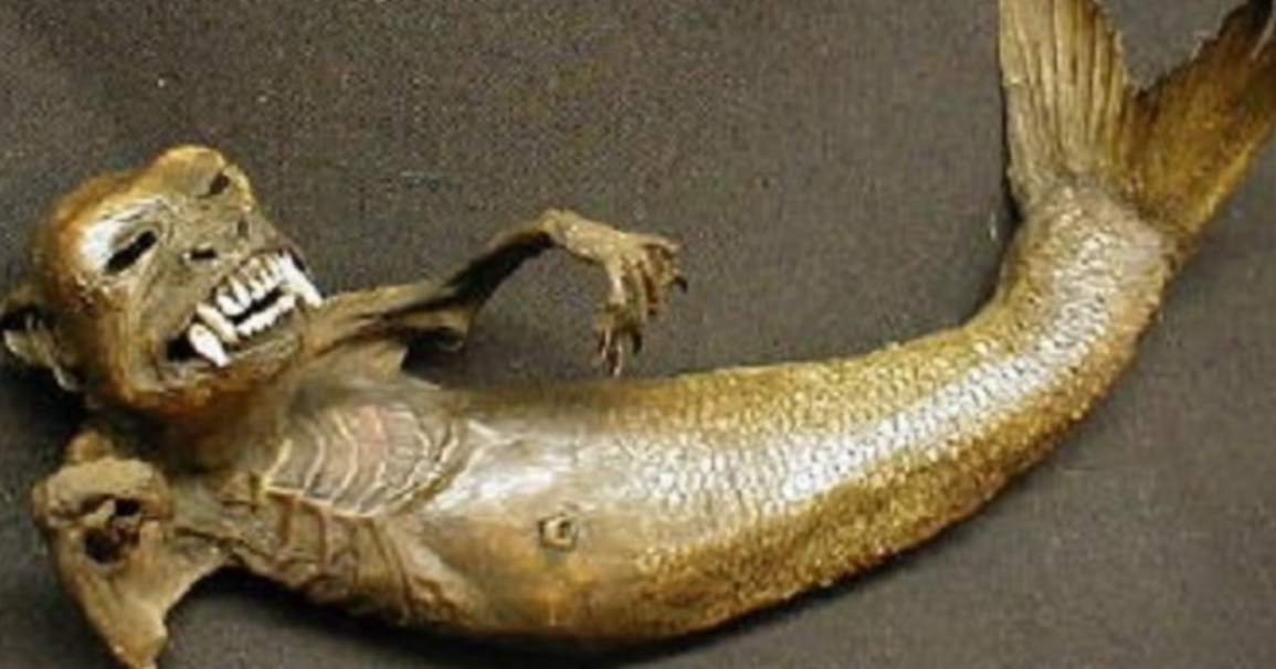 YRAL_TV's tweet photo. Real Mermaid found? Or a monkey glued to a fish carcass? https://t.co/mkUI6Kppfb https://t.co/Ahf8kDjsPN