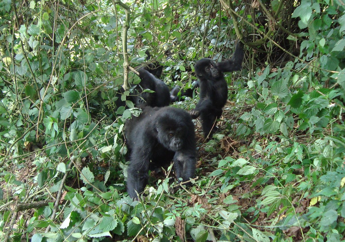Gorillas are one of the most endangered species on earth, how can we protect them? bit.ly/1m6GoK0
