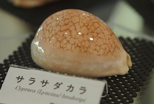 真鶴にある遠藤貝類博物館にて。タカラガイの世界三名宝、シンセイ